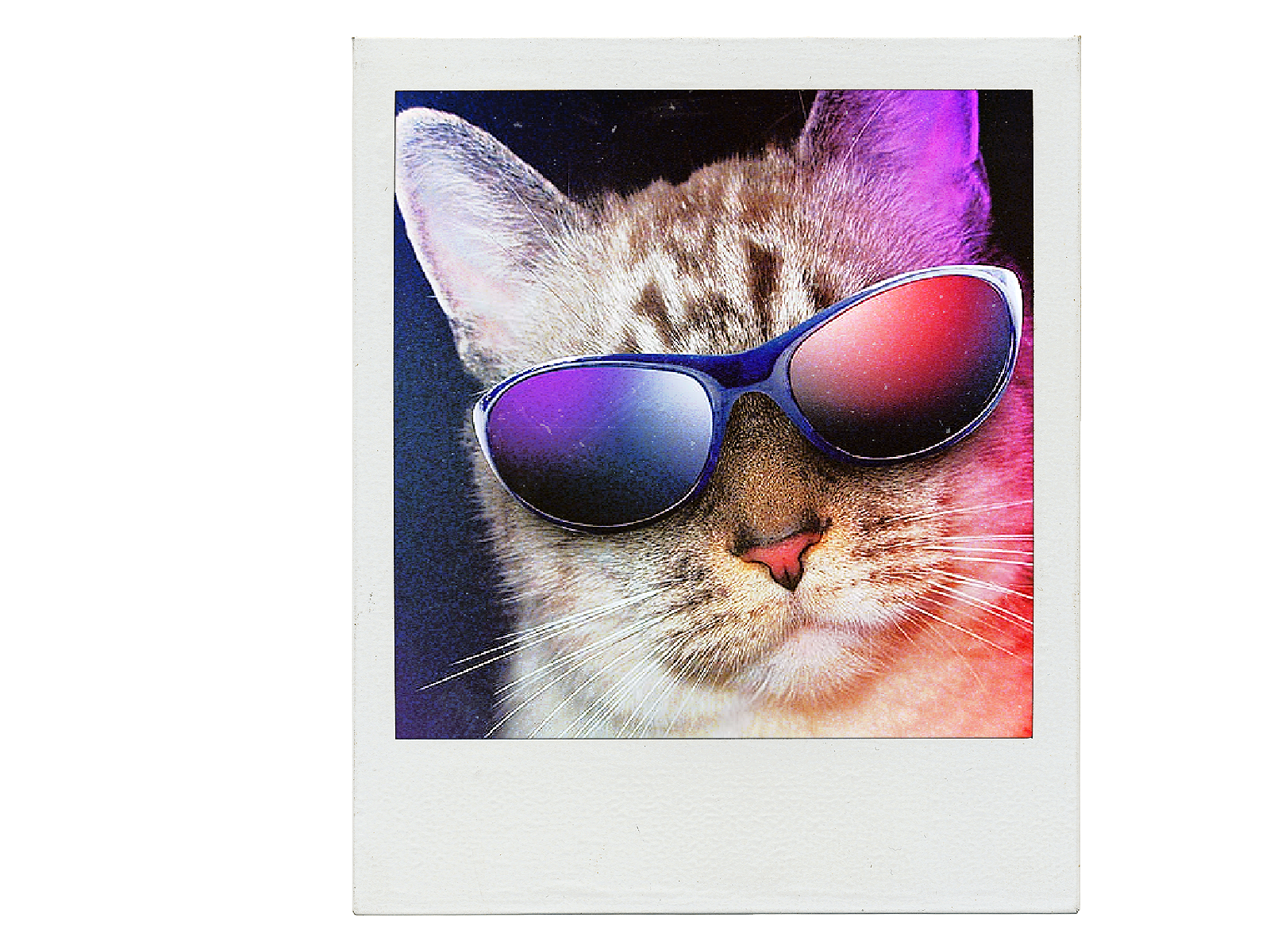 Custom-print, T-shirt, Cat, Kitten