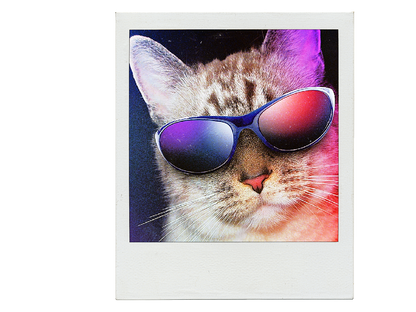 Custom-print, T-shirt, Cat, Kitten